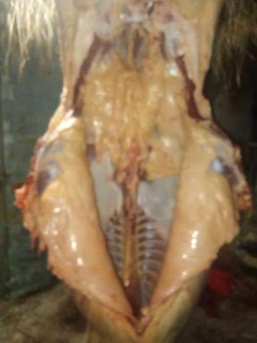 Жылкы еттери (байтал, тай, жабагы)