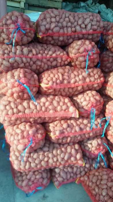 Cartofi consum Carrera Bellarosa Red Fantasy Ultra, Samanta import