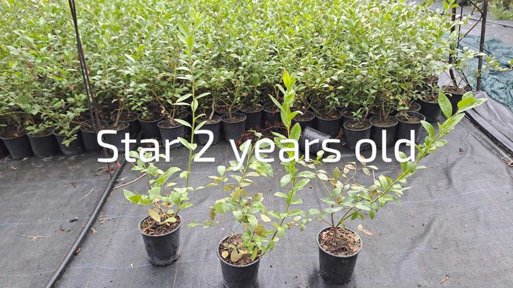 Разсад боровинки