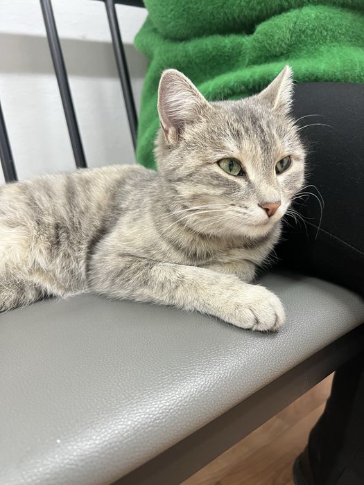 Кошечка красивая, ласковоя