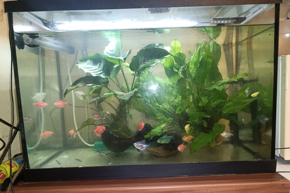 Acvariu 80l cu pești și accesorii