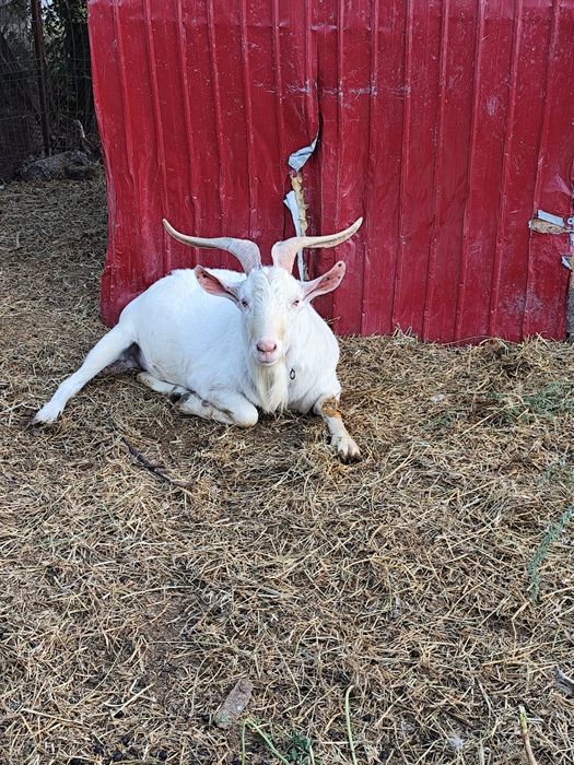 Țap sanen disponibil 1an  jumătate