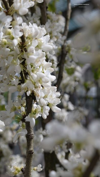 Cercis Chinensis Shirobana