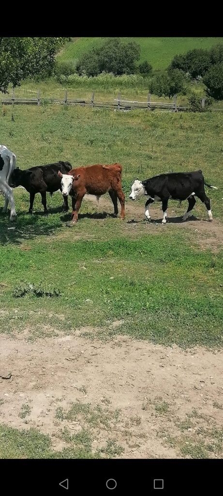 Продавам месодайни телета