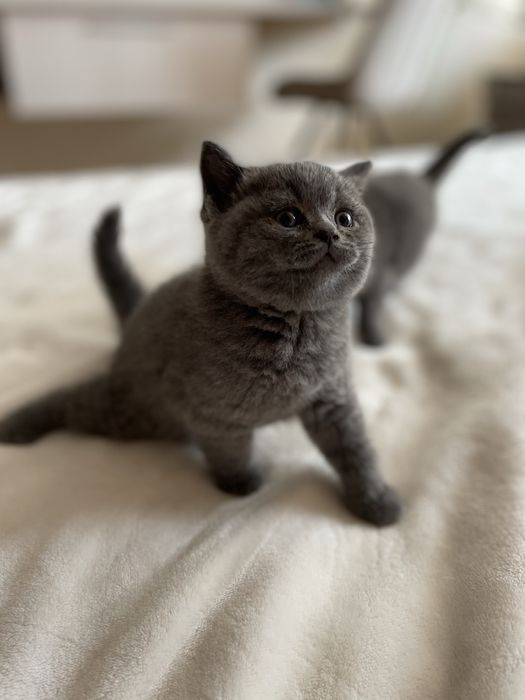 Британска късокосместа