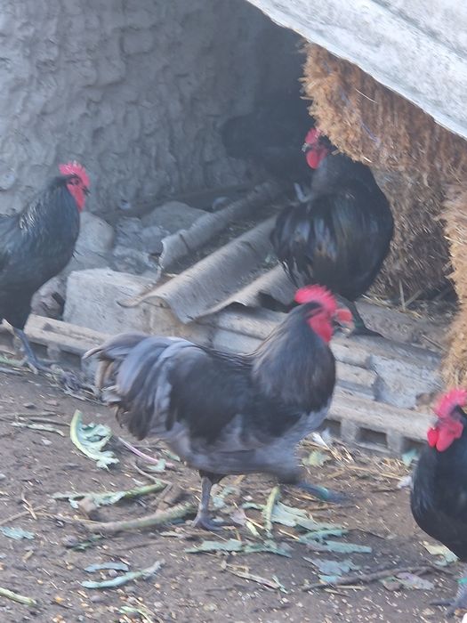 Cocosi Australorp negru si albastru