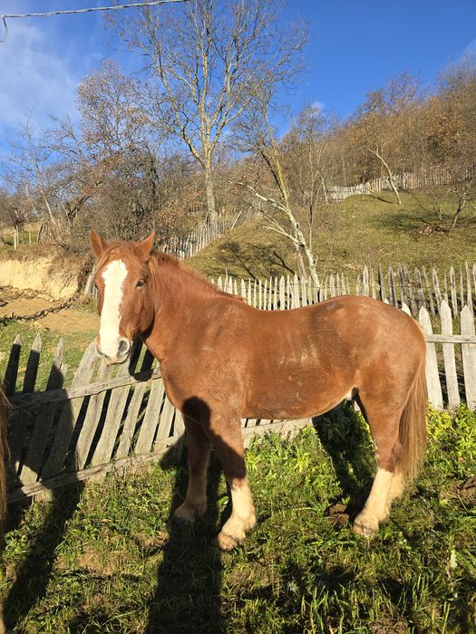 Vand cal foarte cuminte