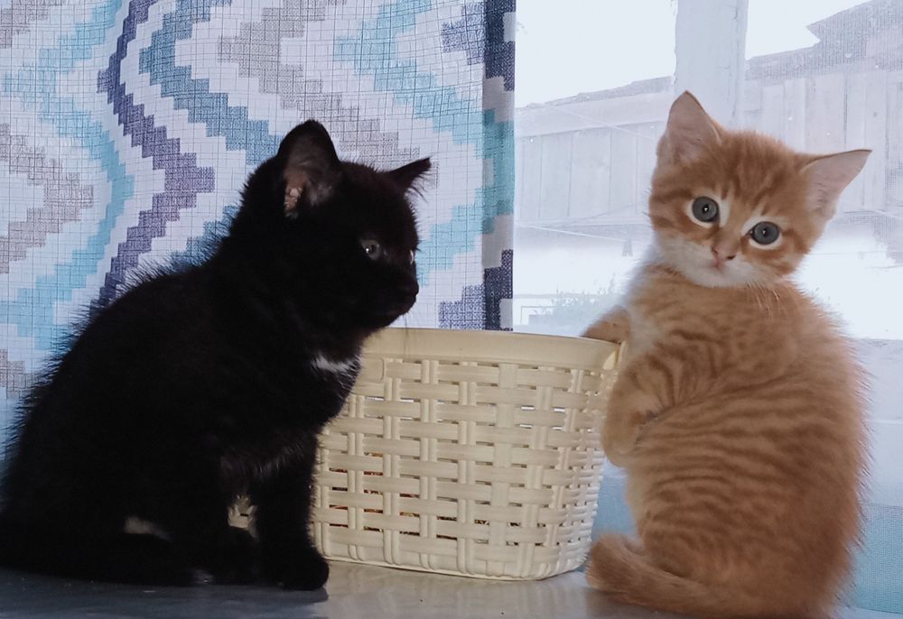 Отдам в добрые руки,милых котят,
