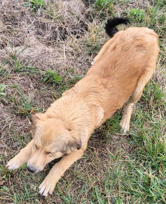 Catelusa pentru adoptie