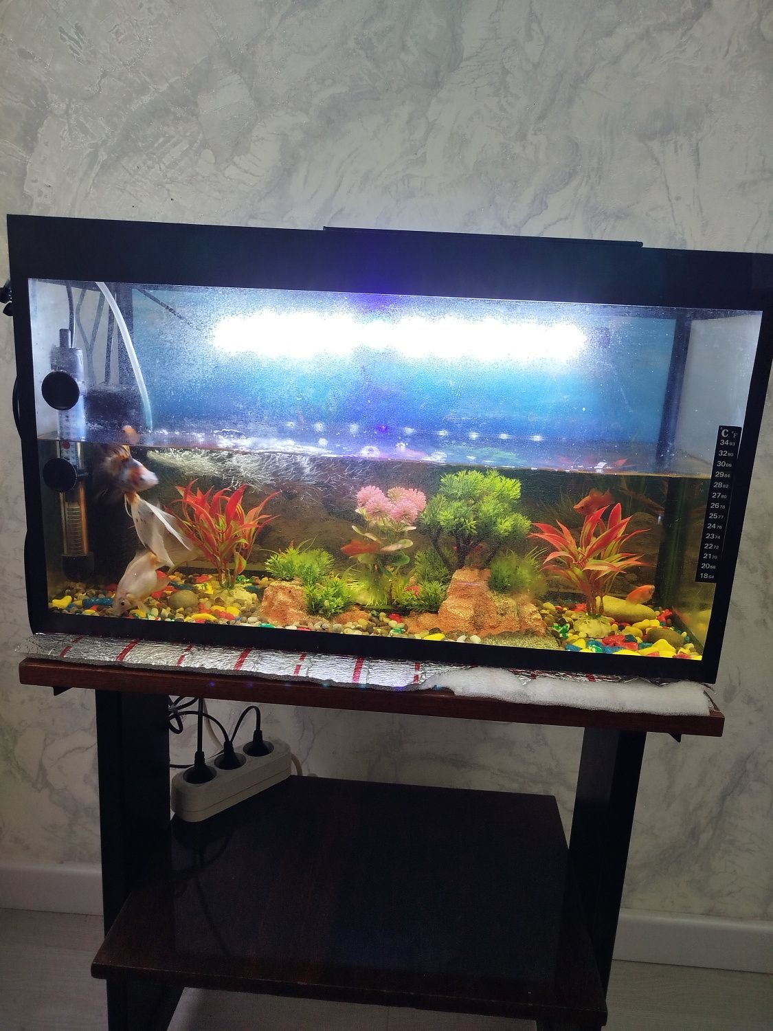 Akvarium va  baliq sotiladi