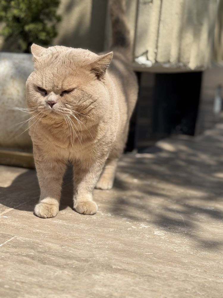 Британски и шотландски котета