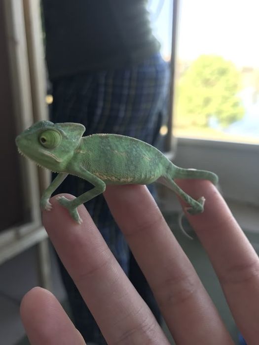 Cameleon de vanzare