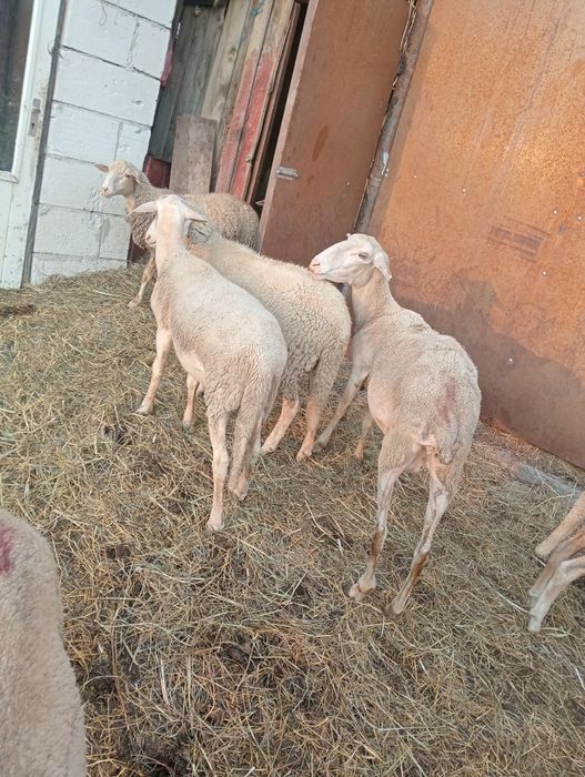 Vind  Berbec lacaune