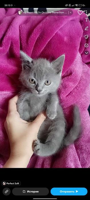 Продается котенок