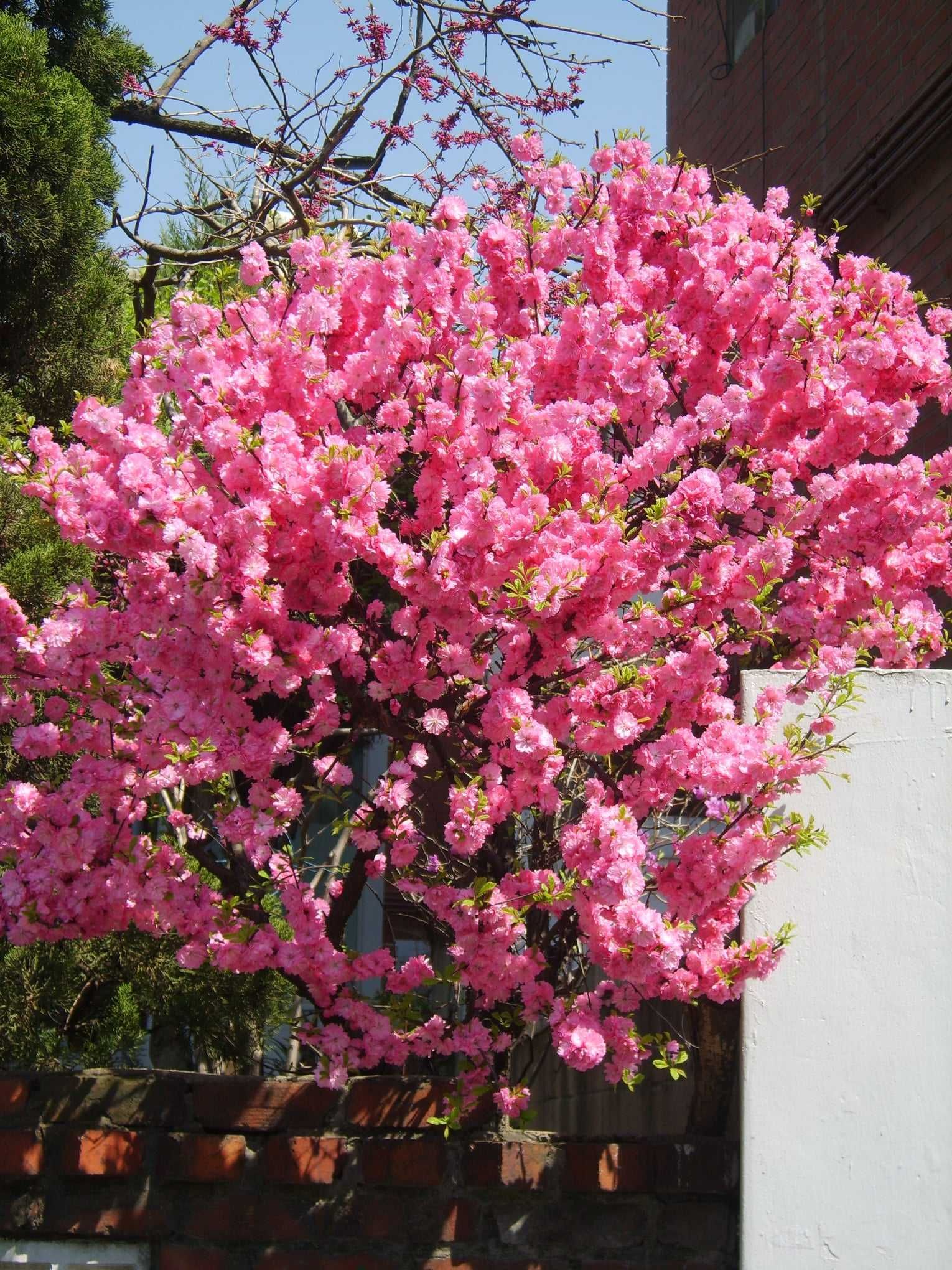 Японска Слива- Prunus triloba