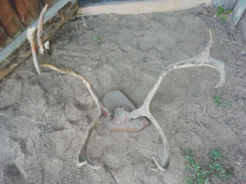 Продам рога оленя