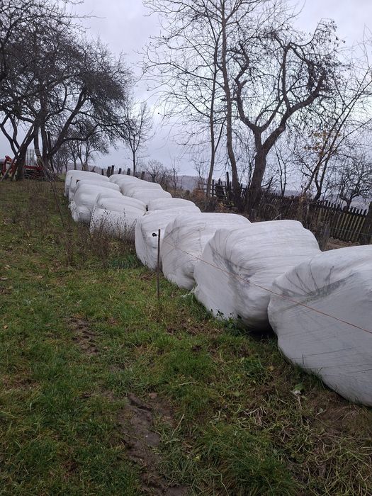 vand baloti infoliati