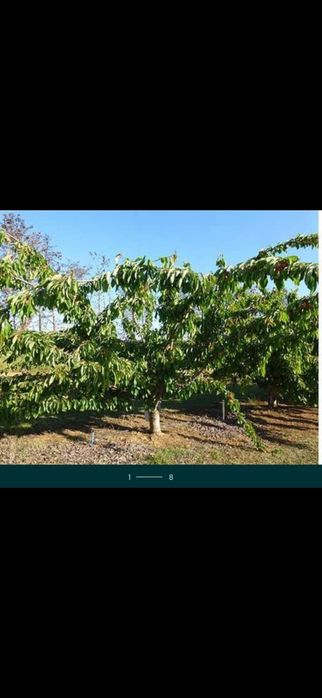 Nuci Chandler Paulownia Ciresi Alun  Mar Prun Aronia Kaki Rodiu Liliac
