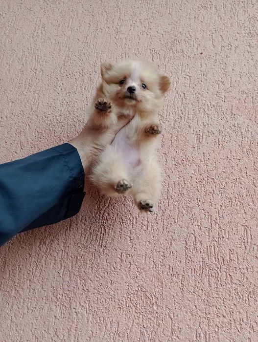 Померани. Мъжки и женски.Реални снимки !