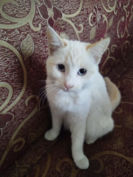 Отдам кошку в добрые руки, бесплатно