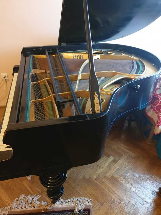 Vand pian vienez cu coada scurt