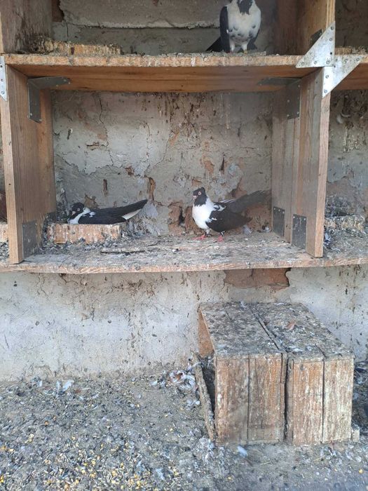 Гугутки и гълъби