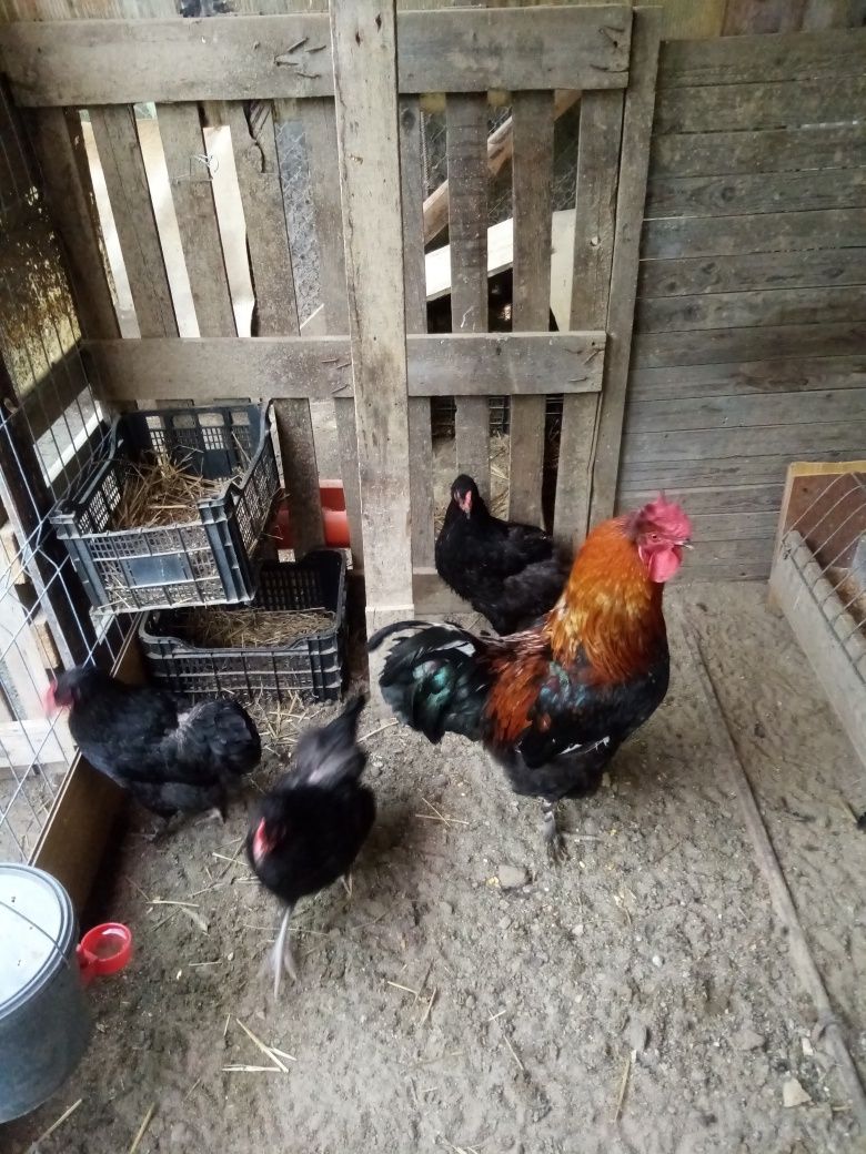 Vînd găini marans