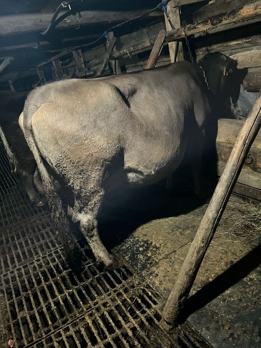 Vind vaca bruna blînă