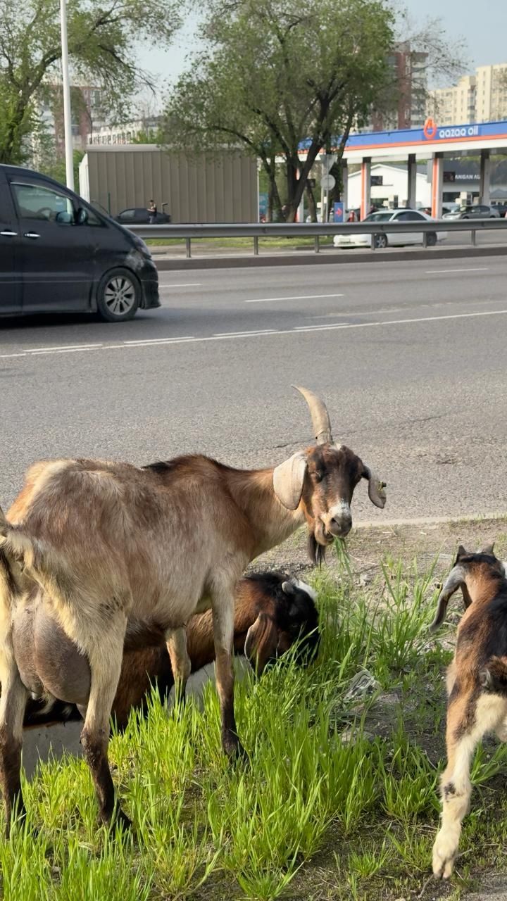 Срочно продам нубийского козу