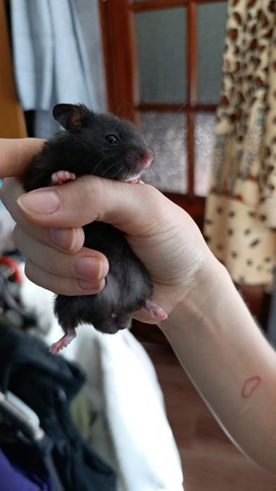 Сирийские хомяки