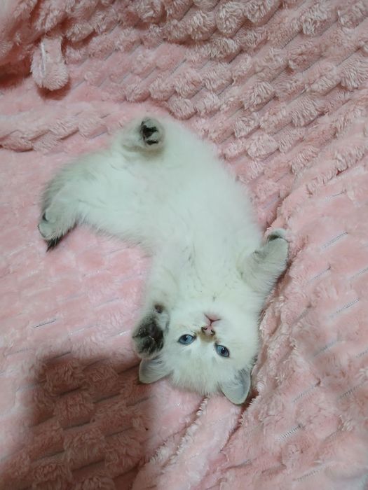 Продаю котят шиншил