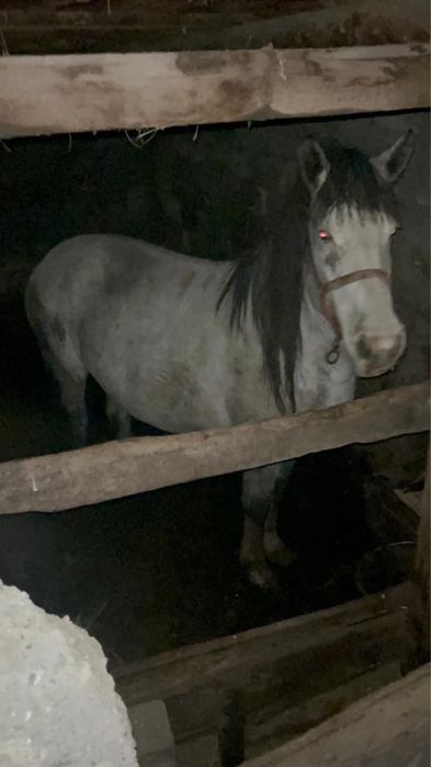 Продам Лошадь,Лошадь