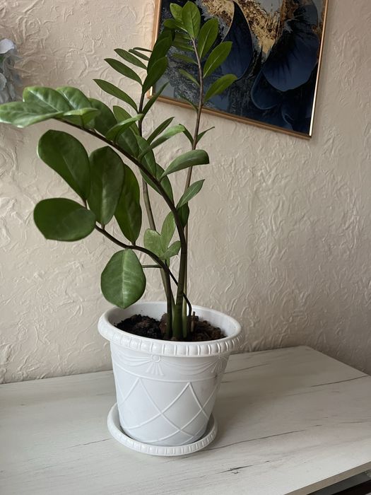 Замиокулькас продам.