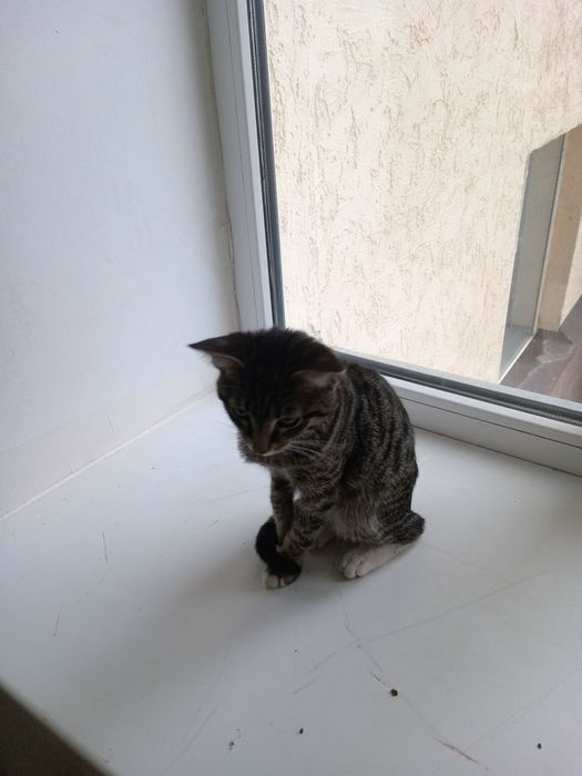 Котенок ищет хозяина