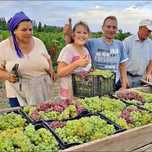Vand Strugiri de Vin