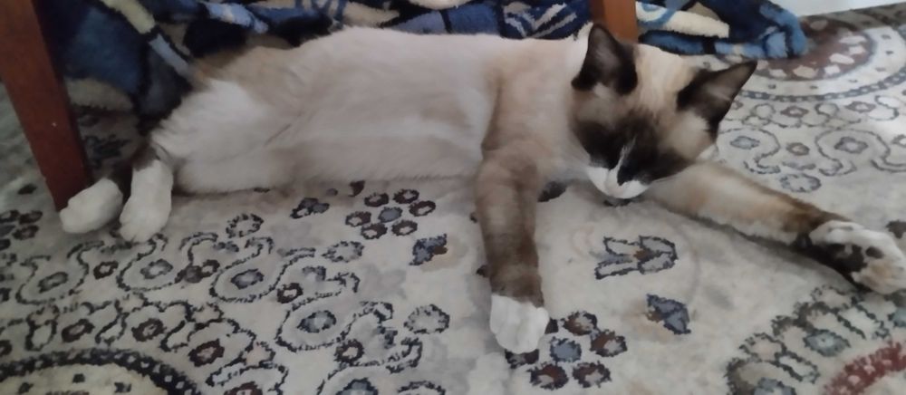 Продам сиамскую кошечку