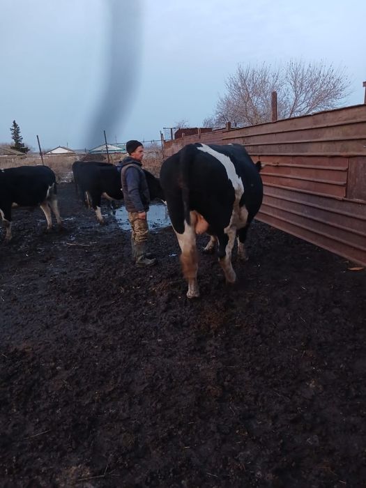 Продается племенной бык