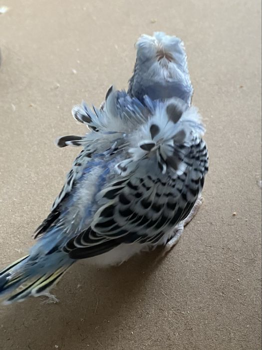 Perus pui, hagoromo , albastru