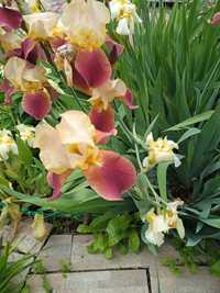 Ирисы, георгин, тюльпаны и другие цветы за символическую плату