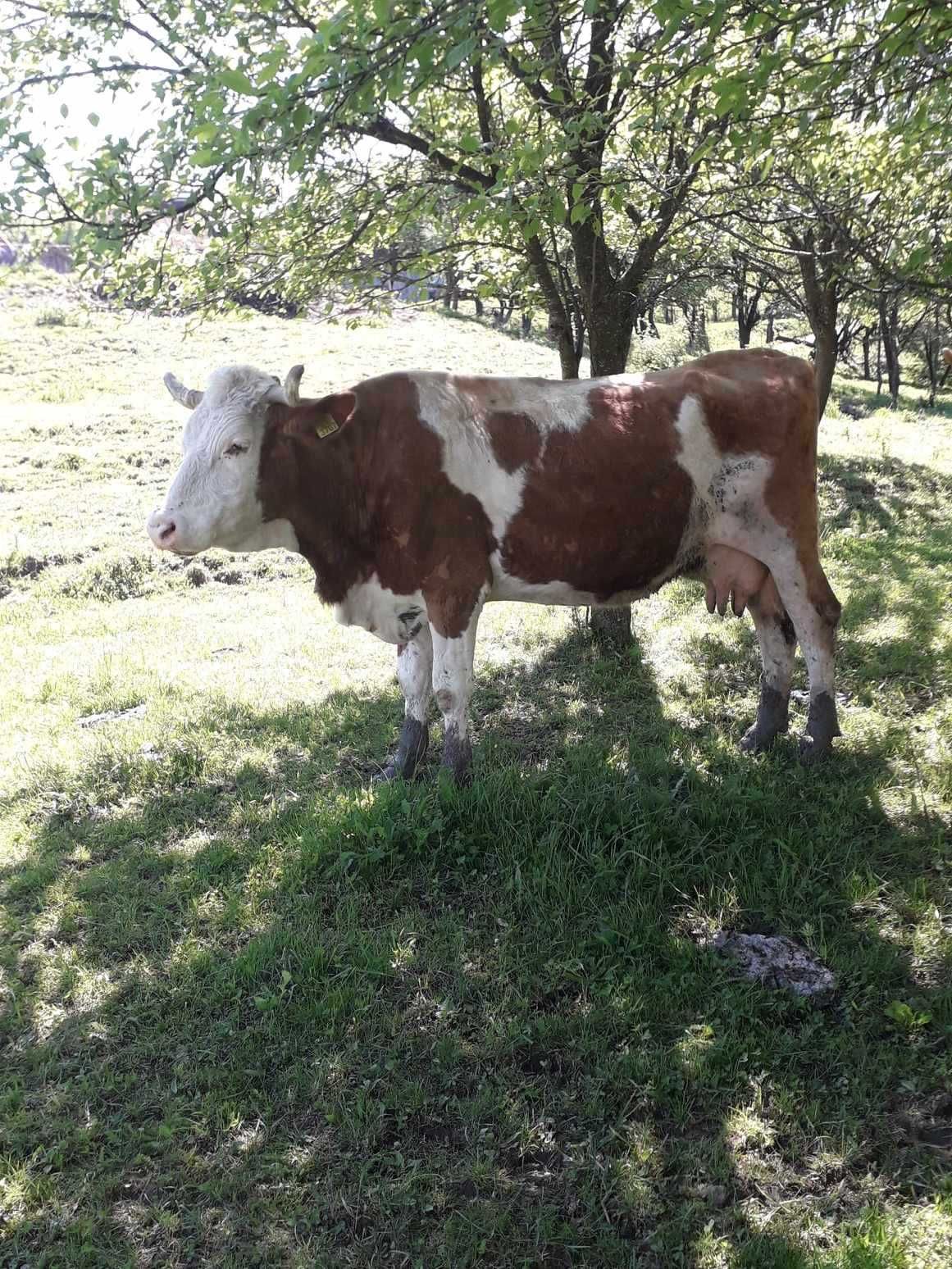 Vaca baltată romaneasca