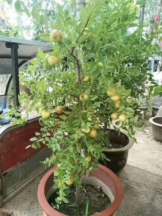 Jujube soiul Dangzao la ghiveci anul 5