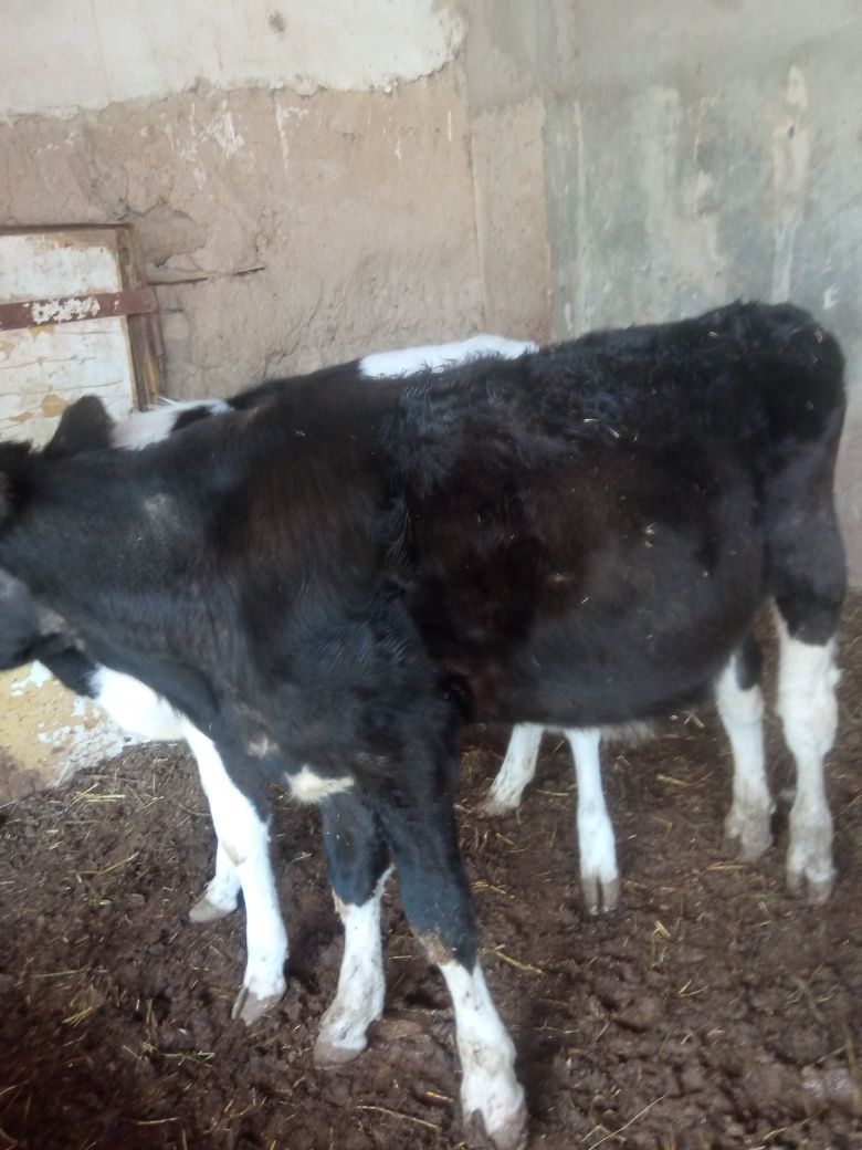 Buqa    sotiladi