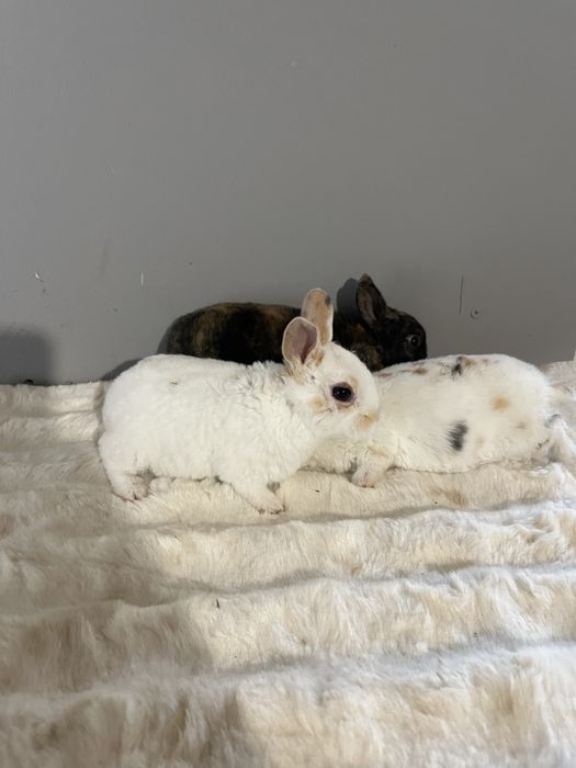 Iepuri rex pitic tricolor