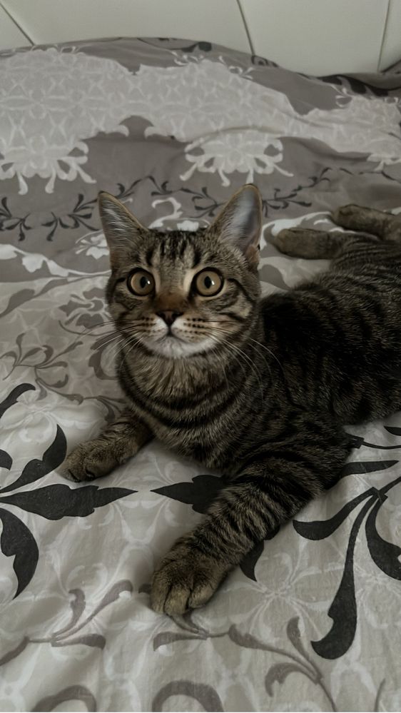 Котята 4 мальчика и 1 девочка