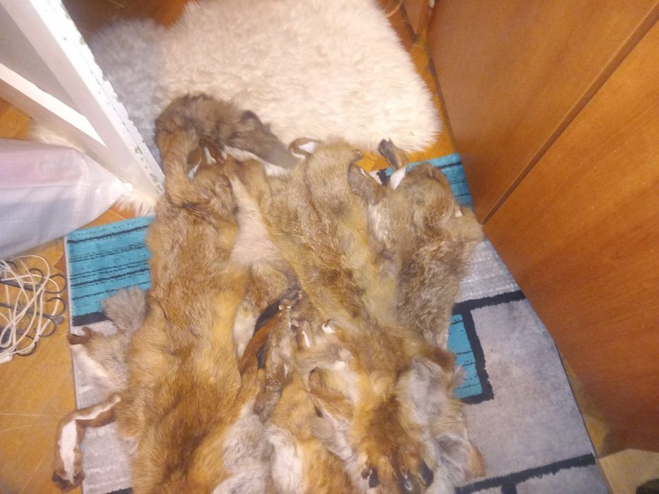 Blana vulpe cu cap nas urechi si codita