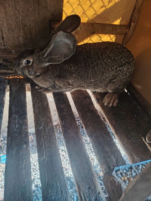 Продам кролих. Фландеров.