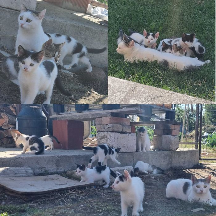 Pui de pisică spre adoptie