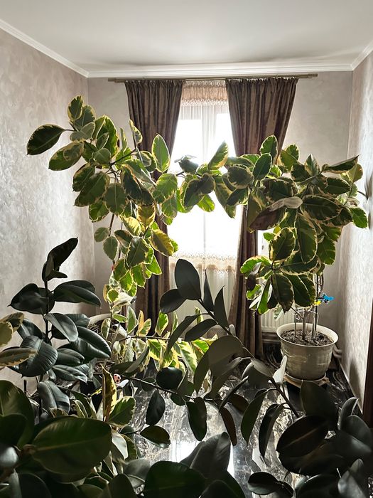 Ficusi de vânzare – diferite dimensiuni (200–600 lei)