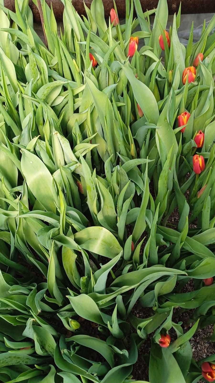 Тюльпаны свежие оптом по 120 тг. 300 штук