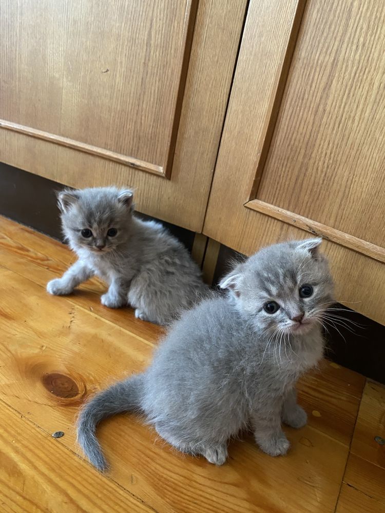 Кошка ребонки1 месяц
